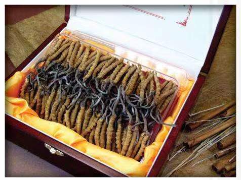 修水冬虫夏草回收